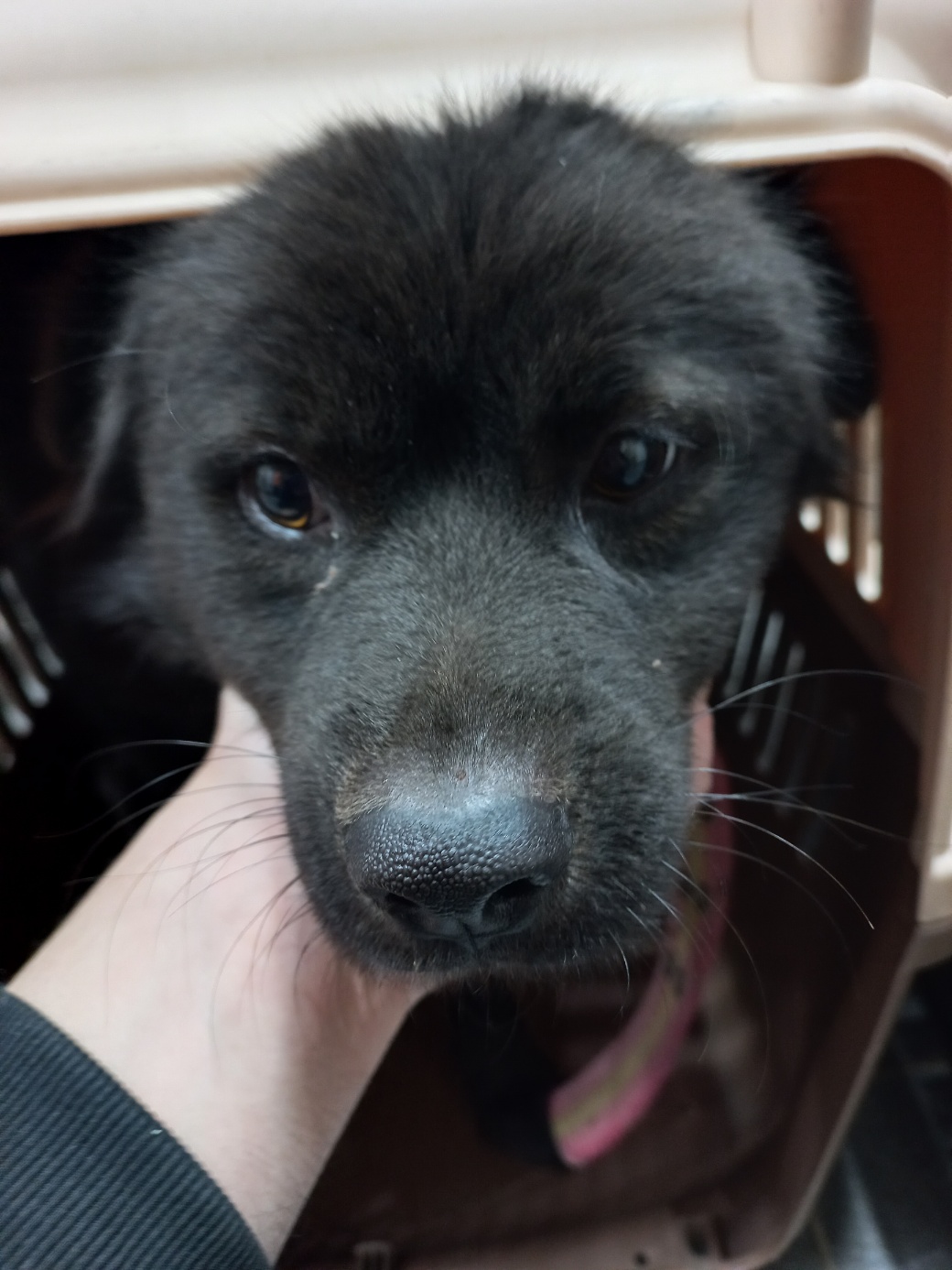 보호중 믹스견의 가…